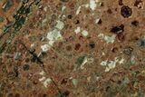 Polished Rainforest Jasper (Rhyolite) Slab - Australia #221939-1